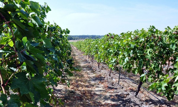 vineyard_2012_09_12